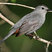 Gray Catbird